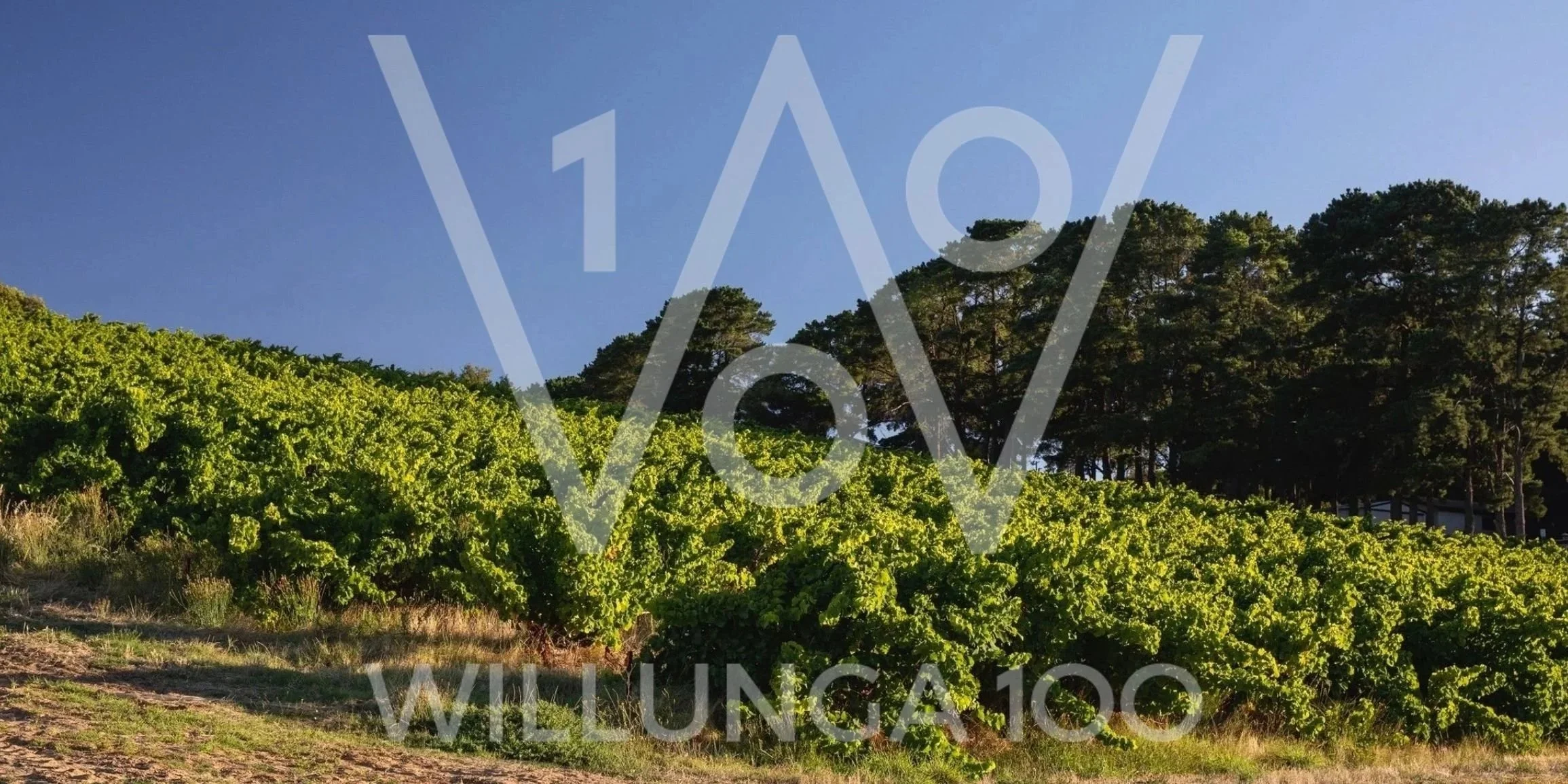 Willunga 100 Grenache Masterclass: The Prime Minister's Trophy Story