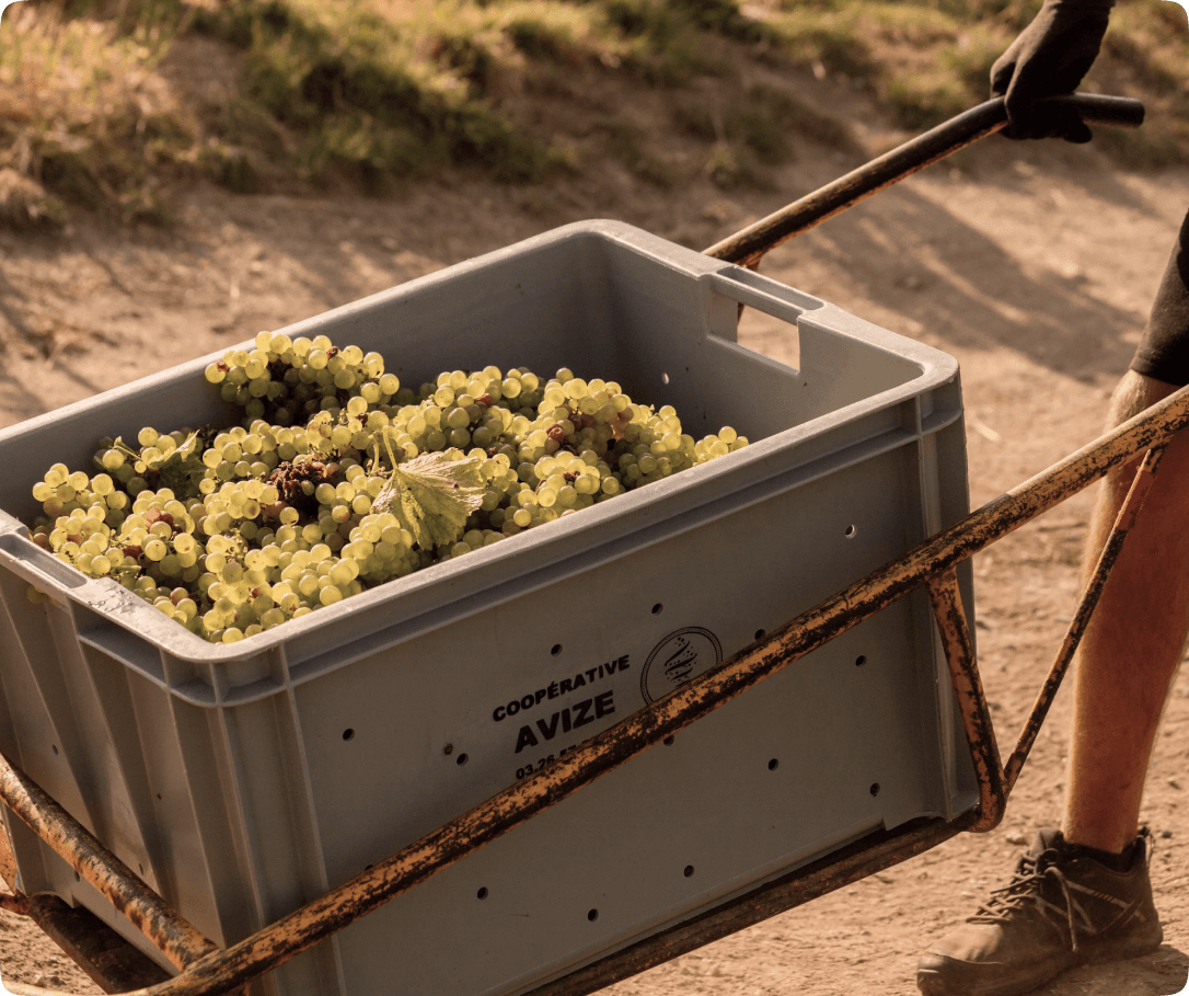 Hand harvest in Avize