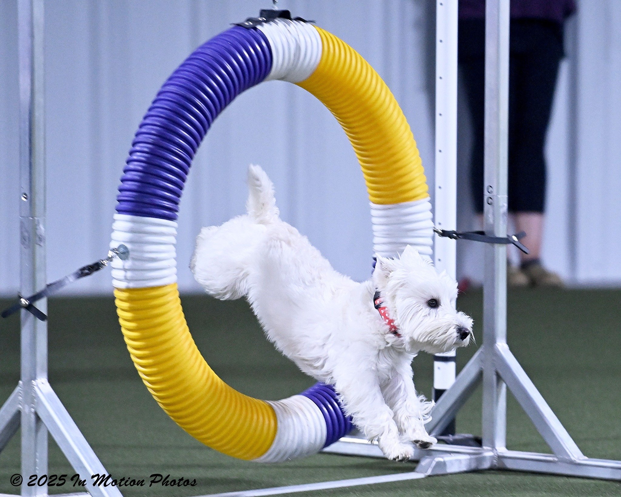 AKC Agility Trial