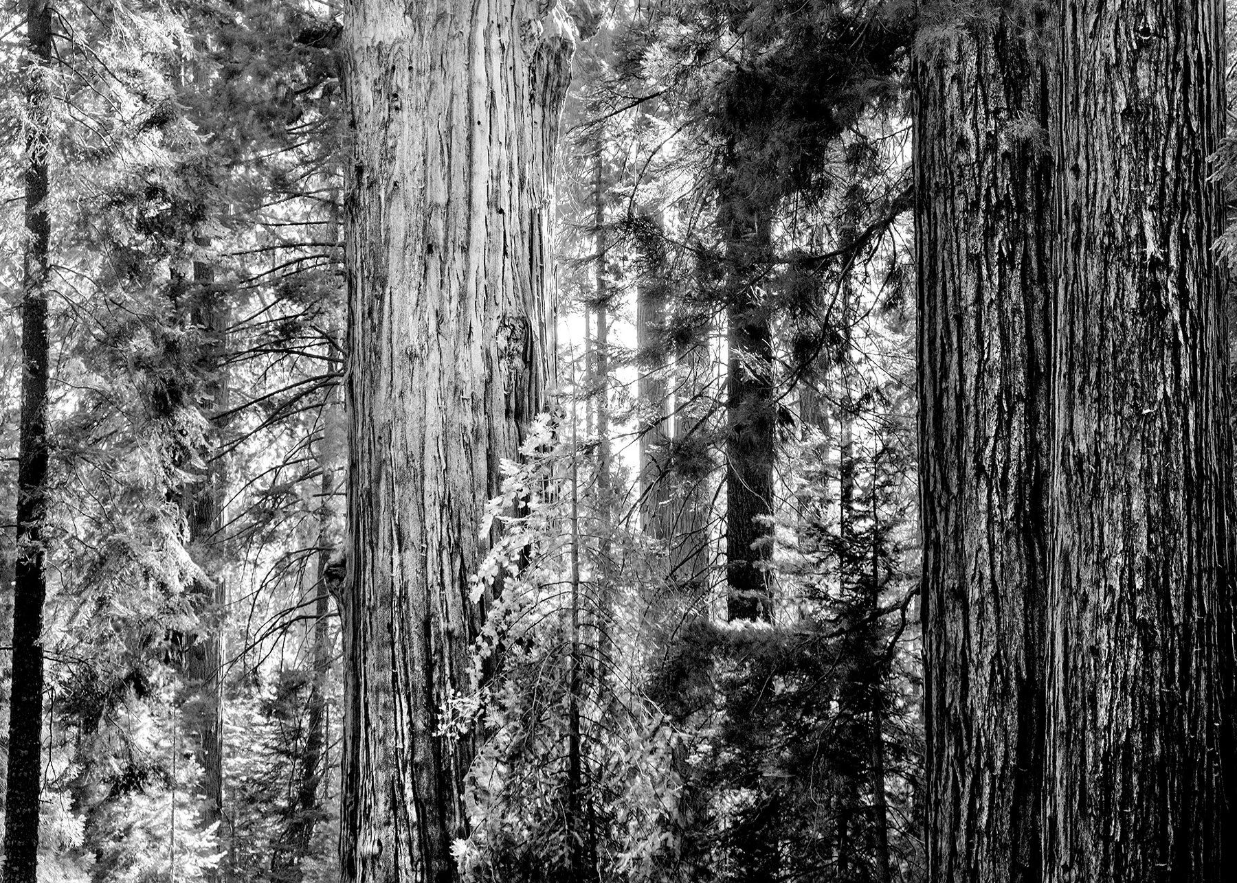 CALIFORNIA_15.jpg