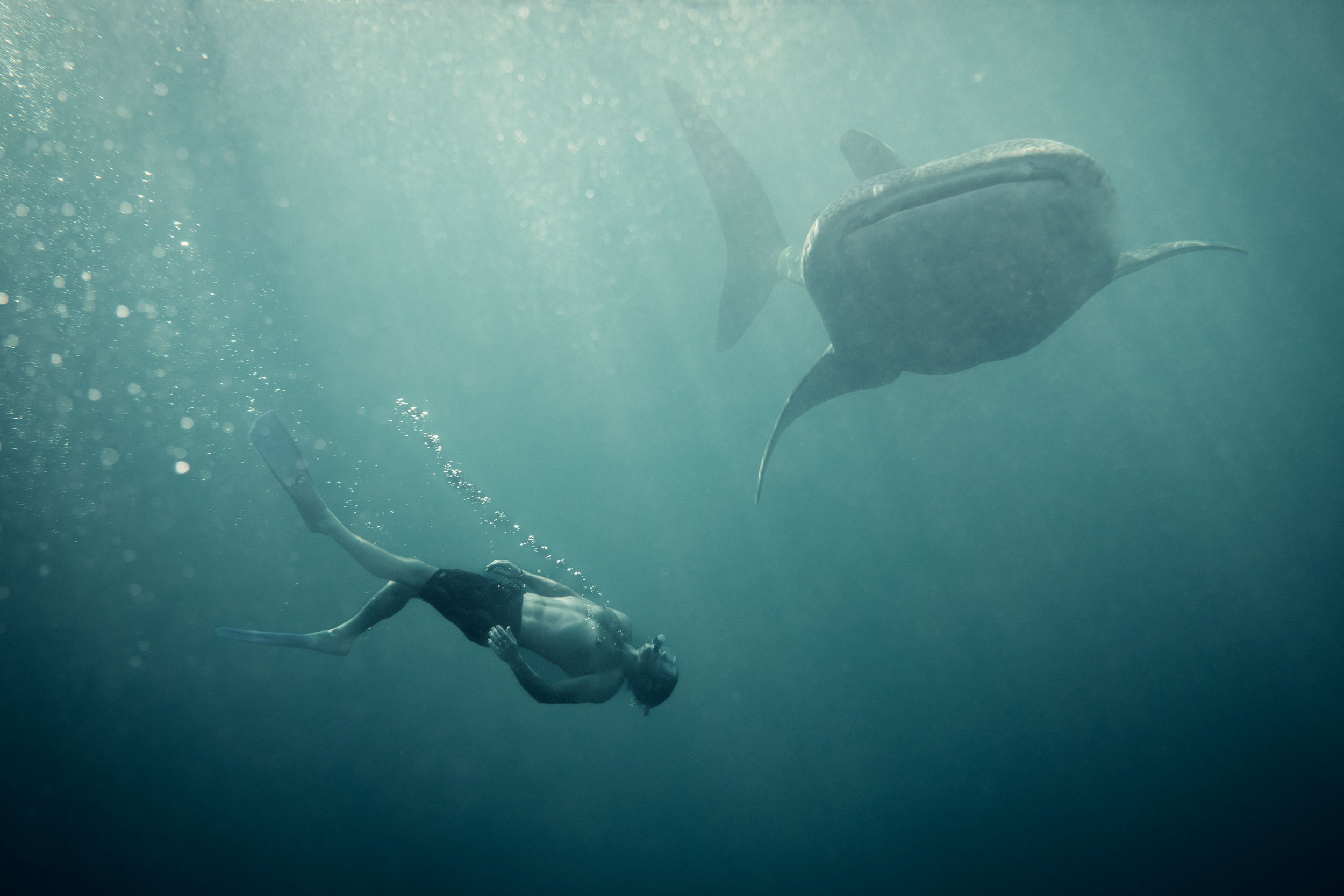 Breathtaking underwater photograph of a swimmer alongside a giant whale shark in the clear waters of Sumbawa, Indonesia.