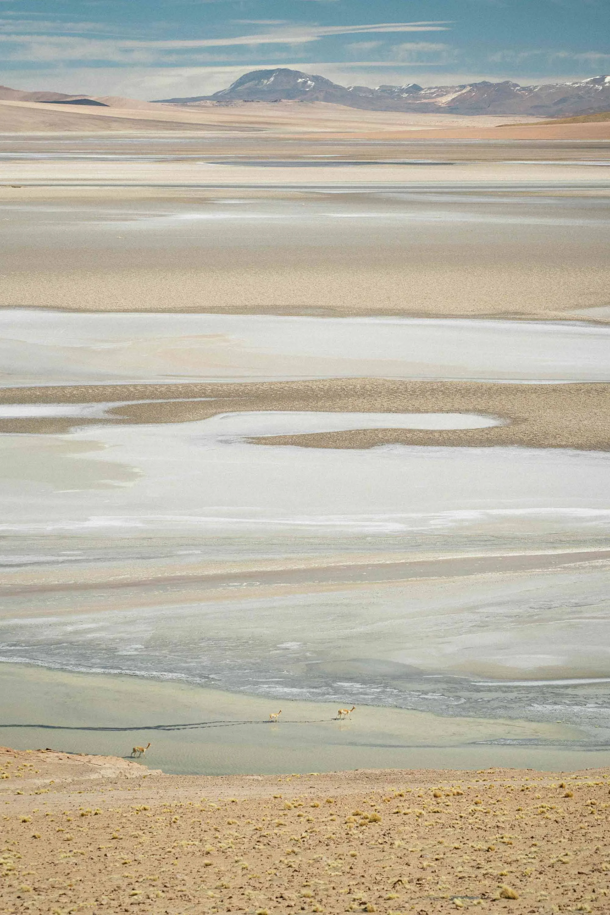 Vibrant landscape of the colorful high-altitude plains (4000m) of the Chilean Altiplano, with vicuñas grazing.