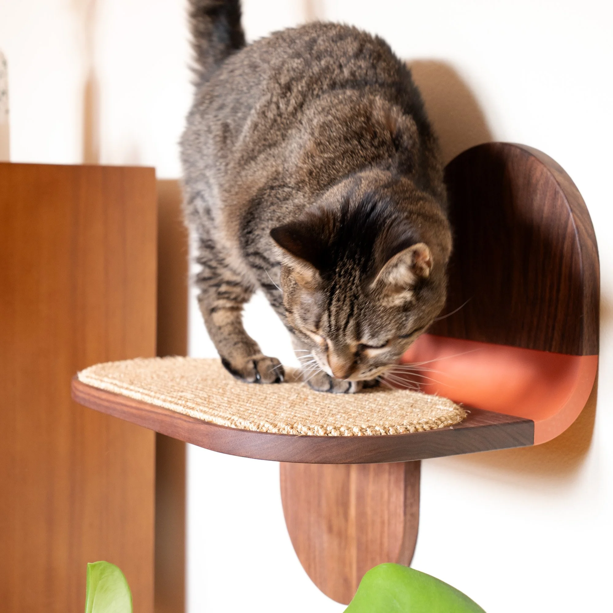 Cat Lounger Product Photo - 13.jpeg