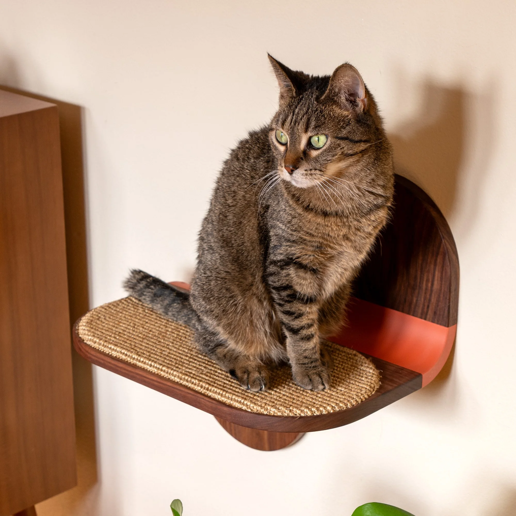 Cat Lounger Product Photo - 14.jpeg