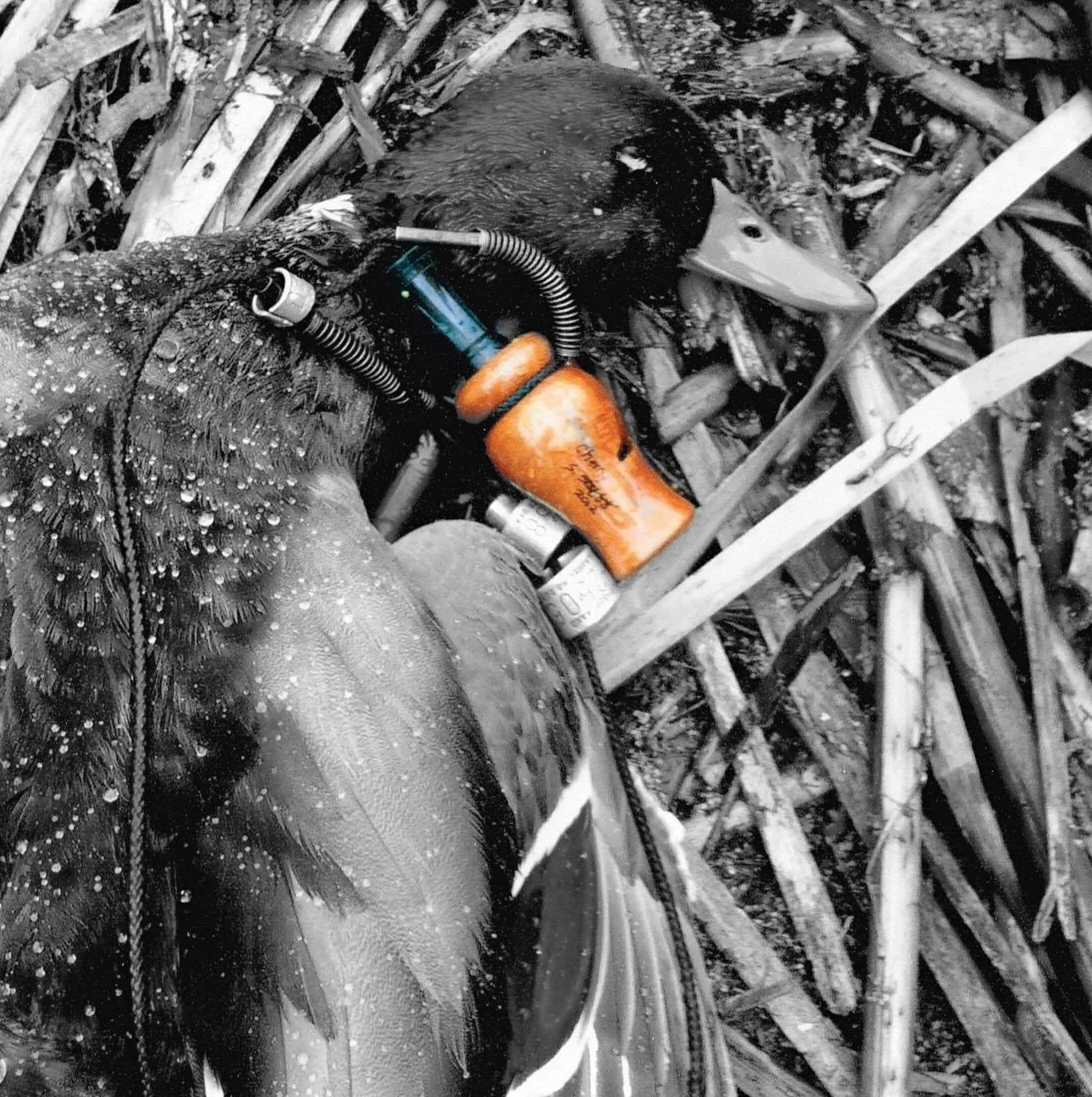 Mallard.jpg