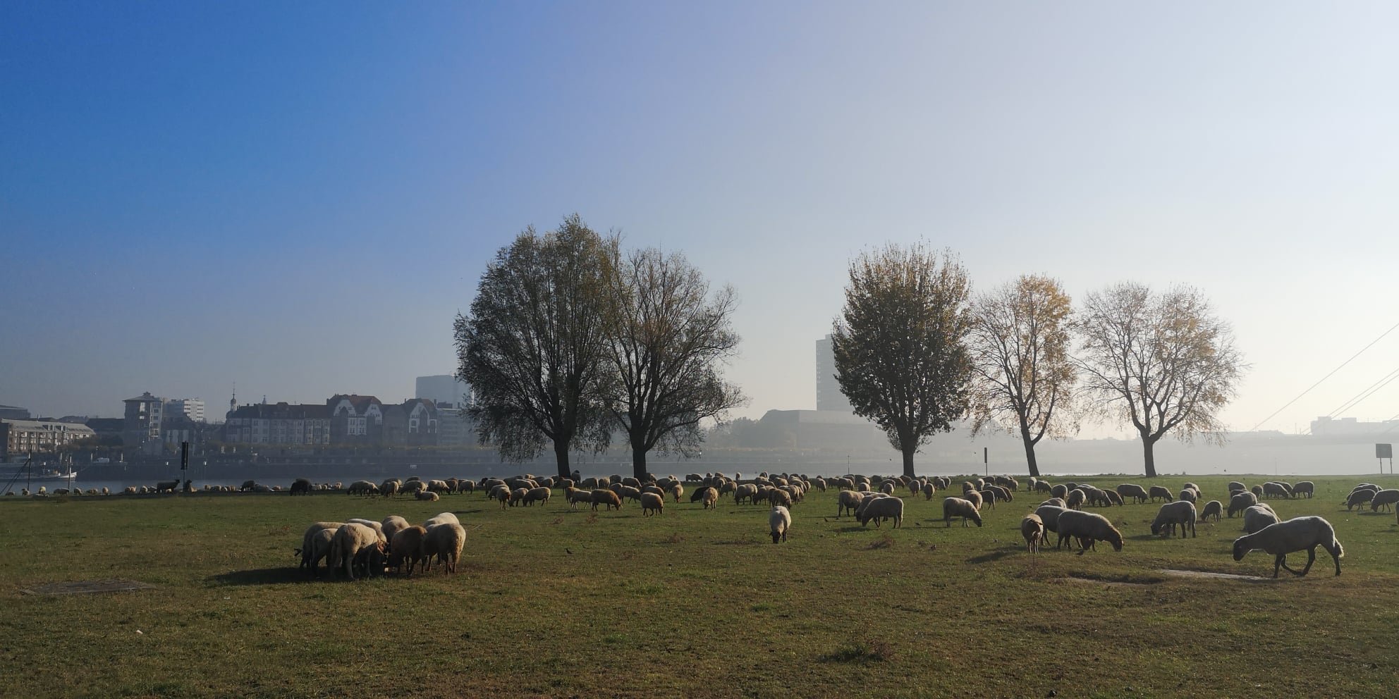 am rhein