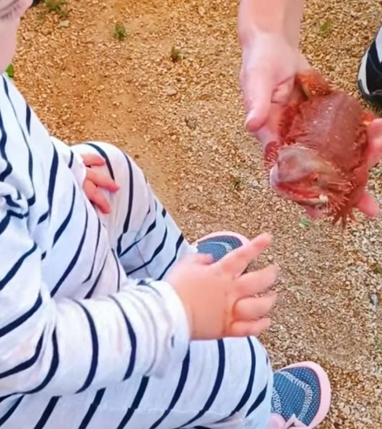 🦎 Una visita molt especial a la llar