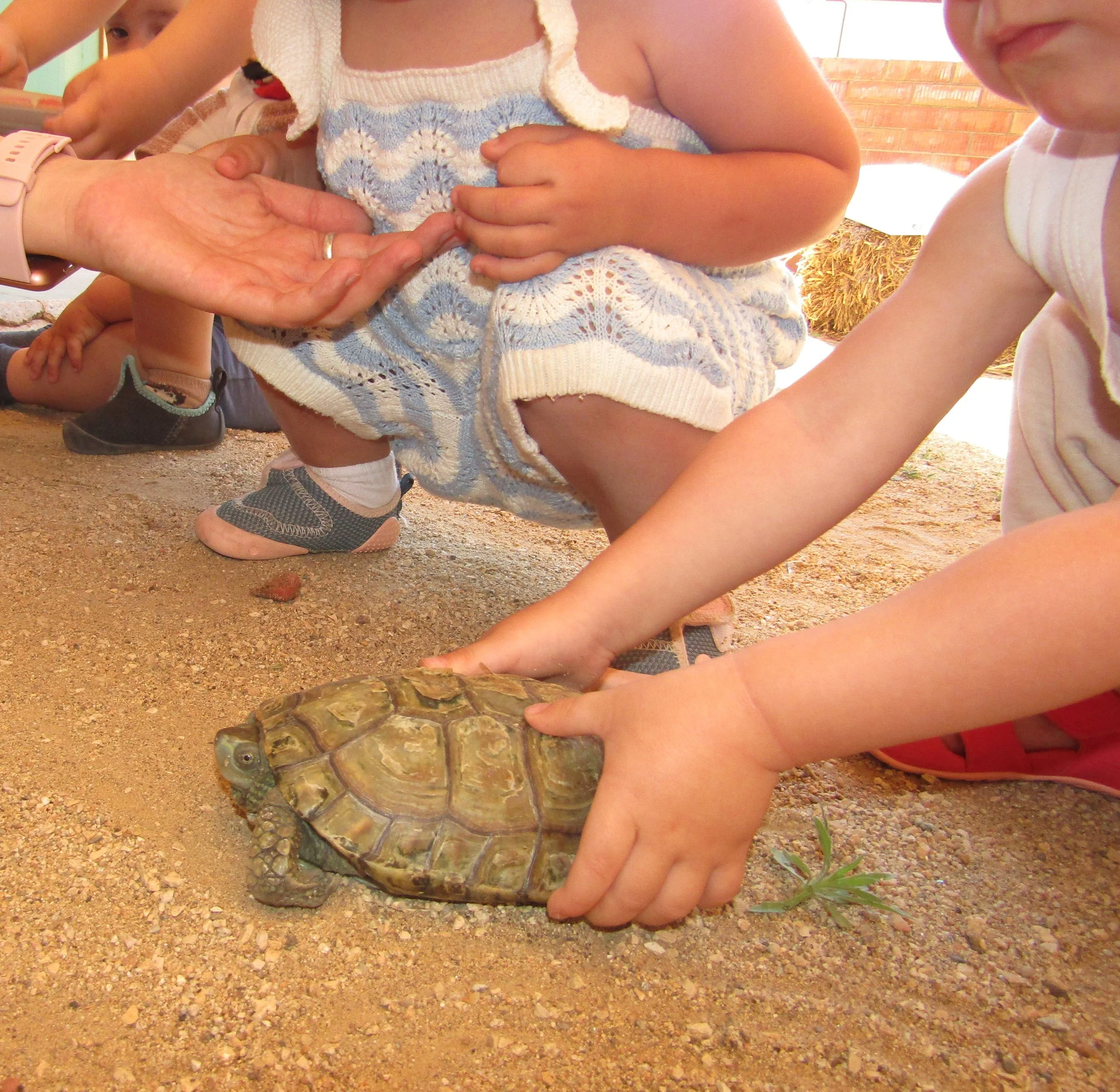 Una visita molt especial: descobrim el món de la Tortu