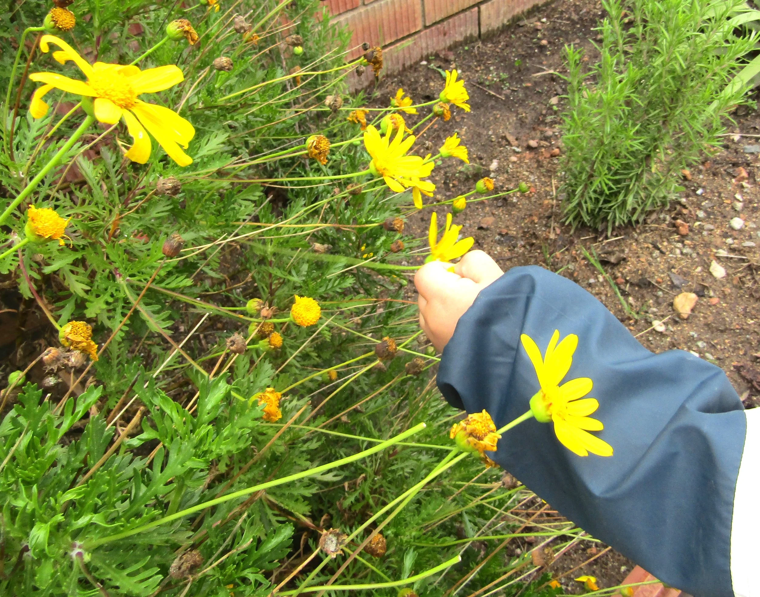 Les flors, la natura i el jardí