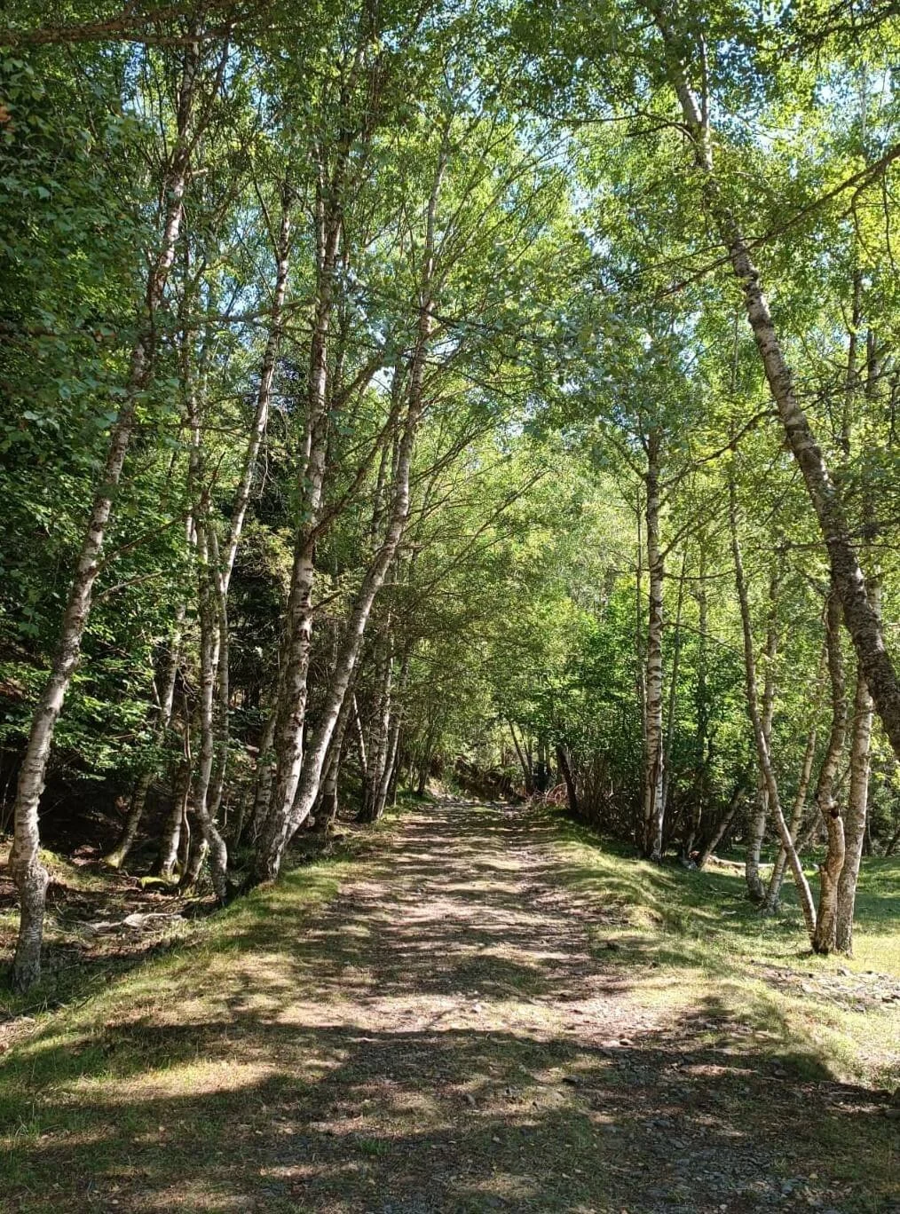Camí per fer plegats