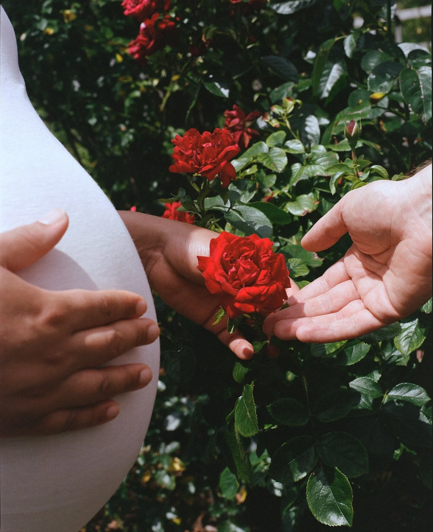 Clara &amp; Cliff, a rose for Rosa &mdash; captured at the Brooklyn Botanic Garden. Mother&rsquo;s Day is celebrated today in Argentina &mdash; and it&rsquo;s truly, a perfect reason to honor all mothers. Feliz d&iacute;a a todas las madres.

&bull;
