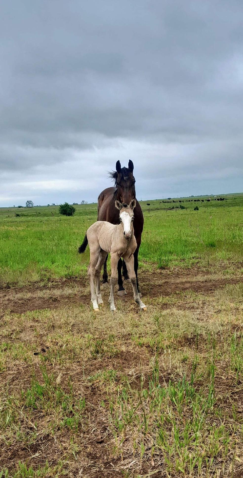 image.000000 (1).jpg