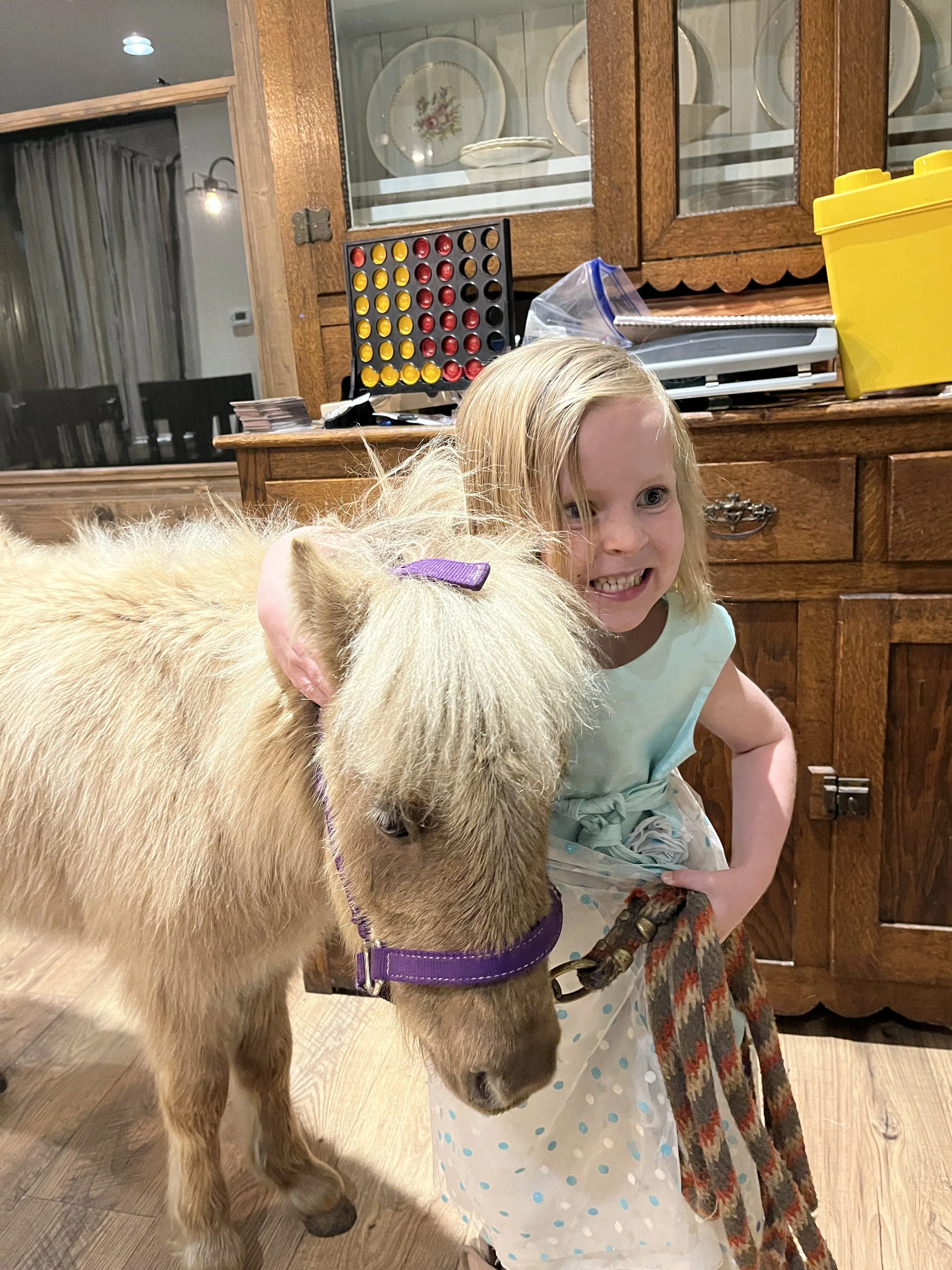 1 hr horse experience