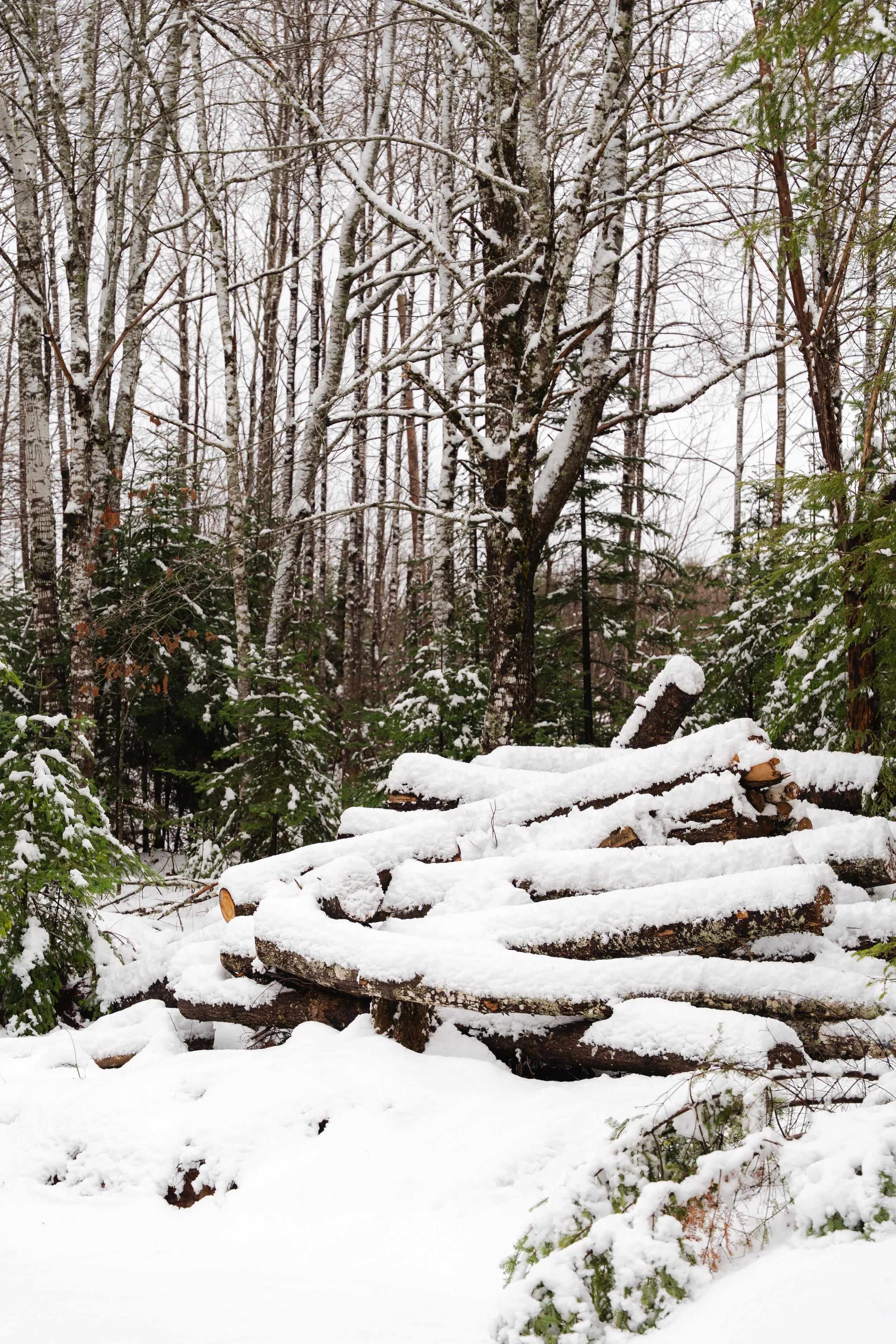 Snow-covered logs and trees in a winter forest scene.