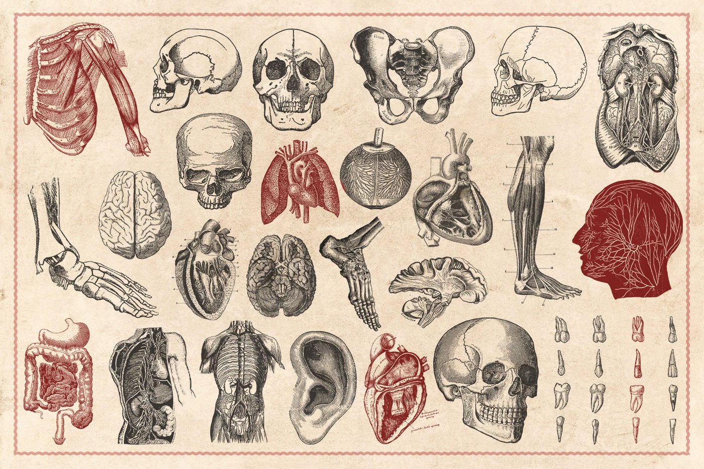 anatomydrawings.jpg