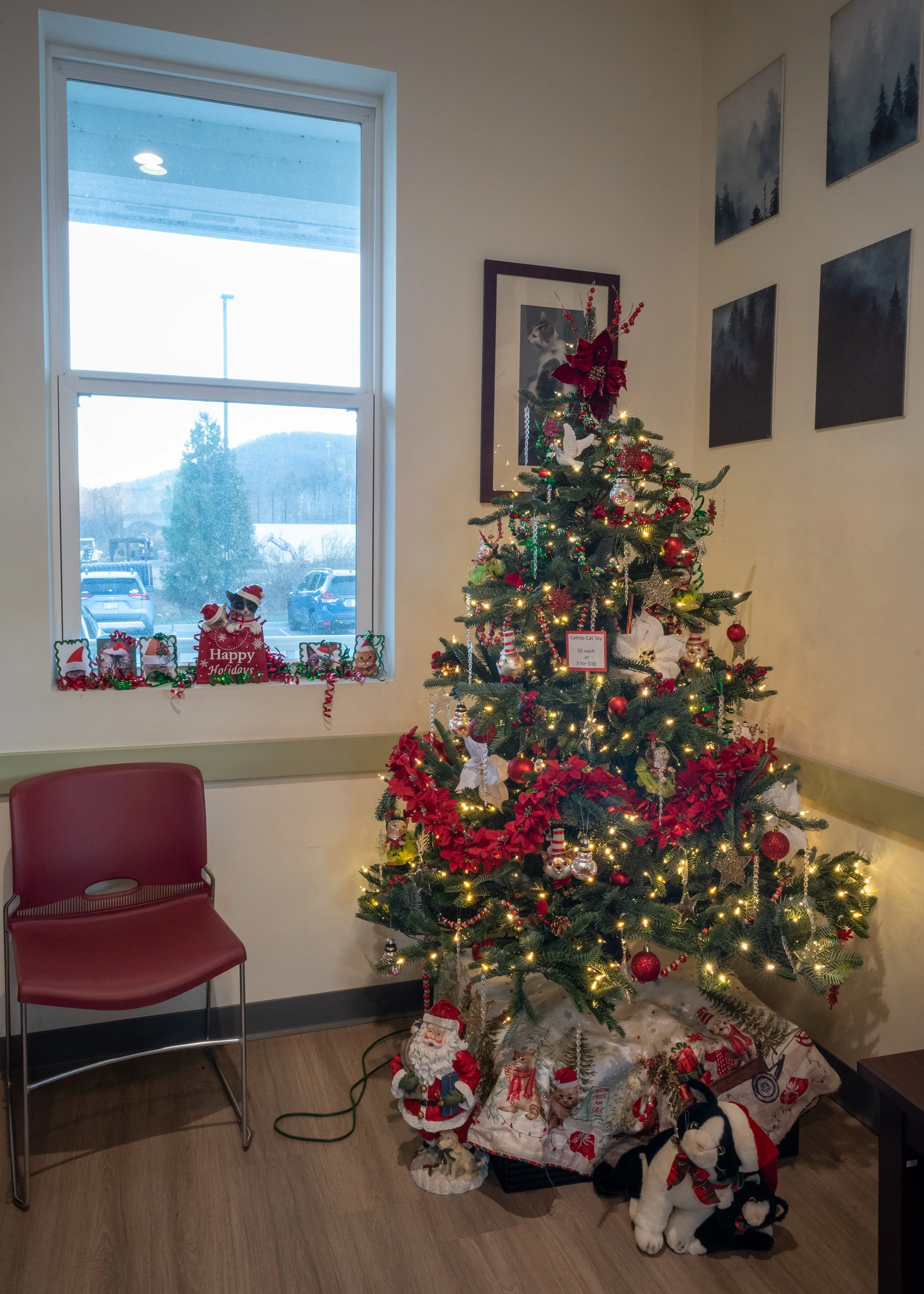 Laps and Naps (at Swannanoa Valley Animal Hospital)