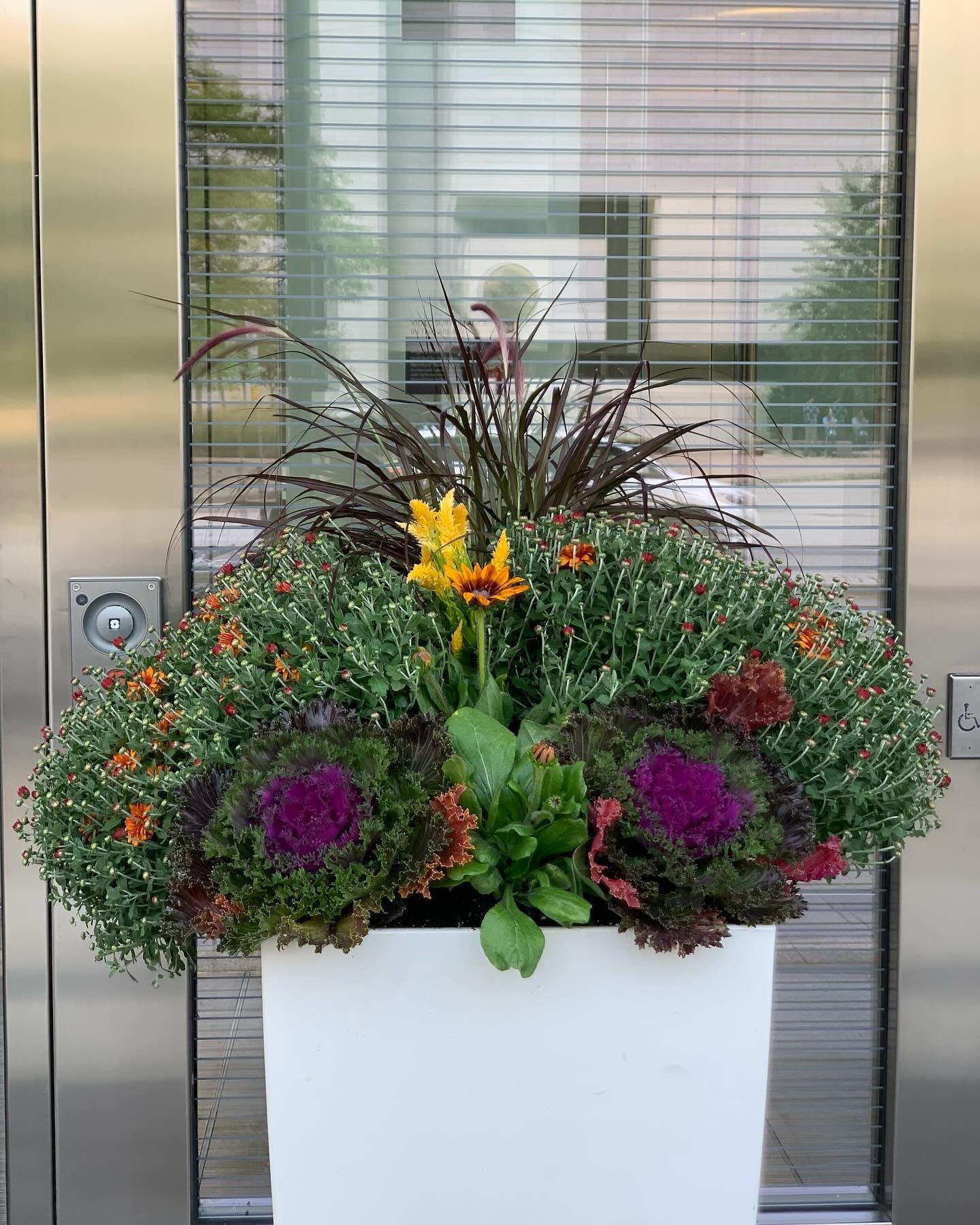A round of applause for the team who have been hard at work bringing the cozy warmth of fall into the downtown city core #fall #fallplanting #commercialgardener #commercialplantscape #plantscape #exteriorscape #fallisintheair #containergardening