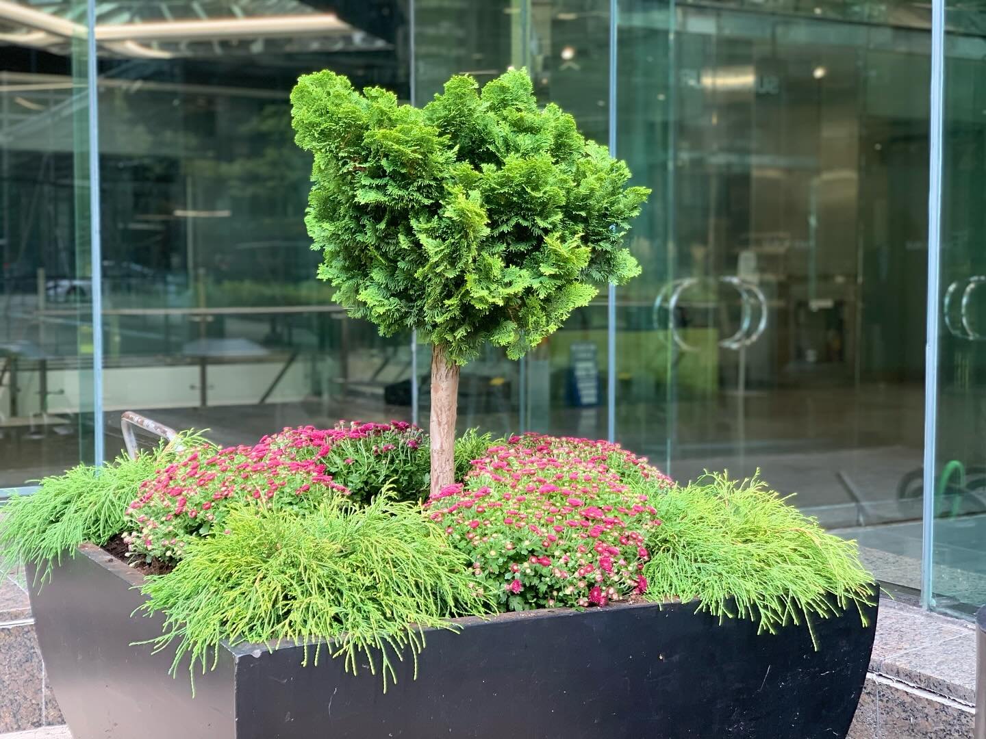 Have you ever seen a cuter Hinoki cypress? Its the perfect plant to welcome tenants and clients into a large commercial entrance. #shrubs #wintershrubs #wintergreen #fall #fallplanting #containerplanting #containergardening