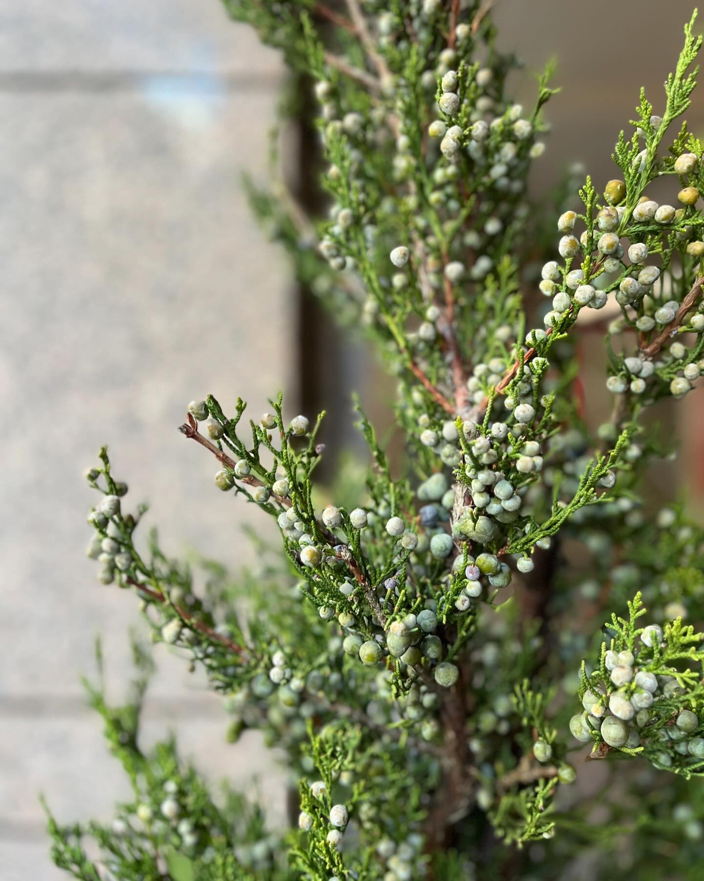 Winter blues don&rsquo;t have to feel so bad when they look like this 😍 ❄️🌿 Transform your outdoor space into a winter wonderland with evergreens, vibrant textures, and seasonal interest. Let&rsquo;s create a landscape that shines no matter the sea