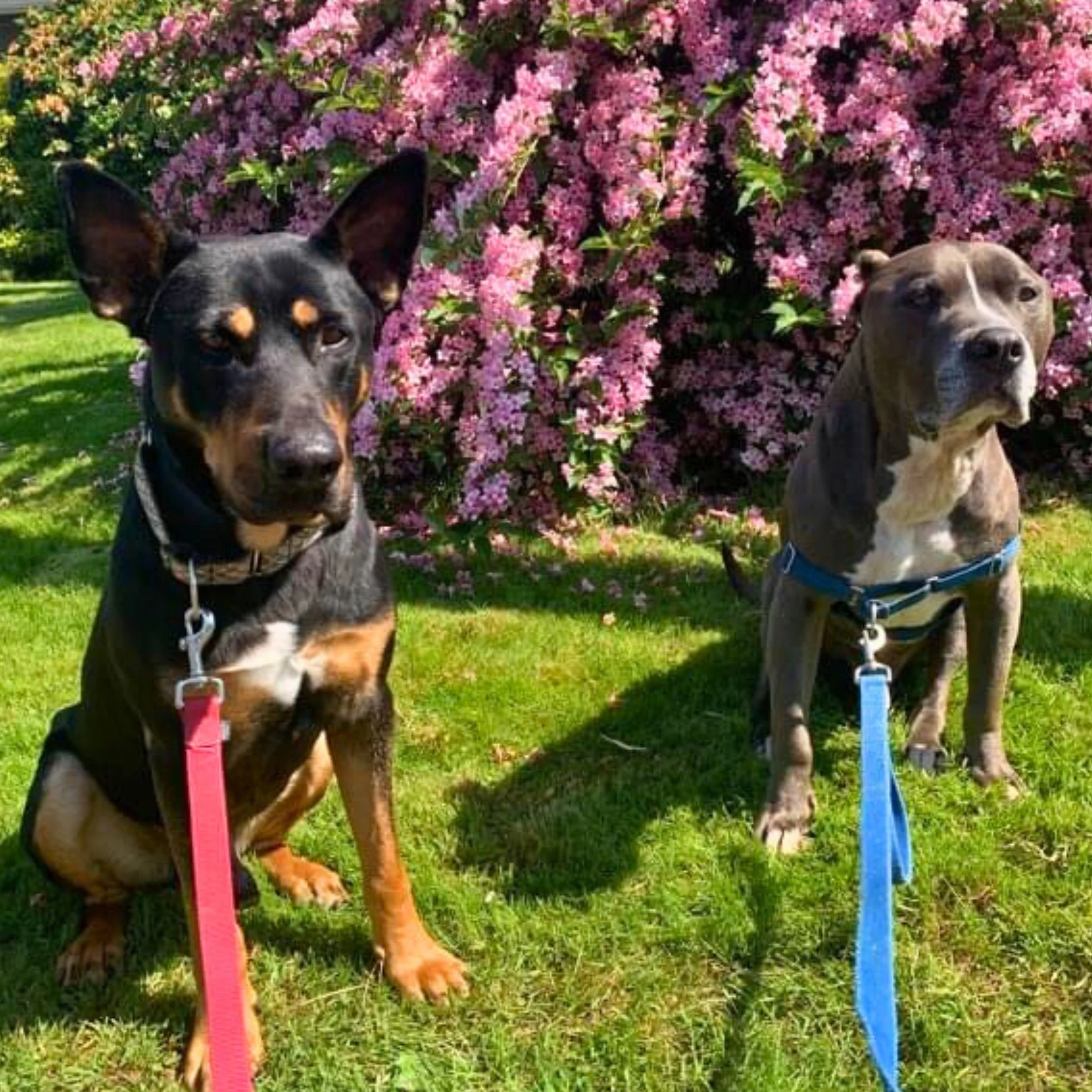 Untitled design (6).jpg