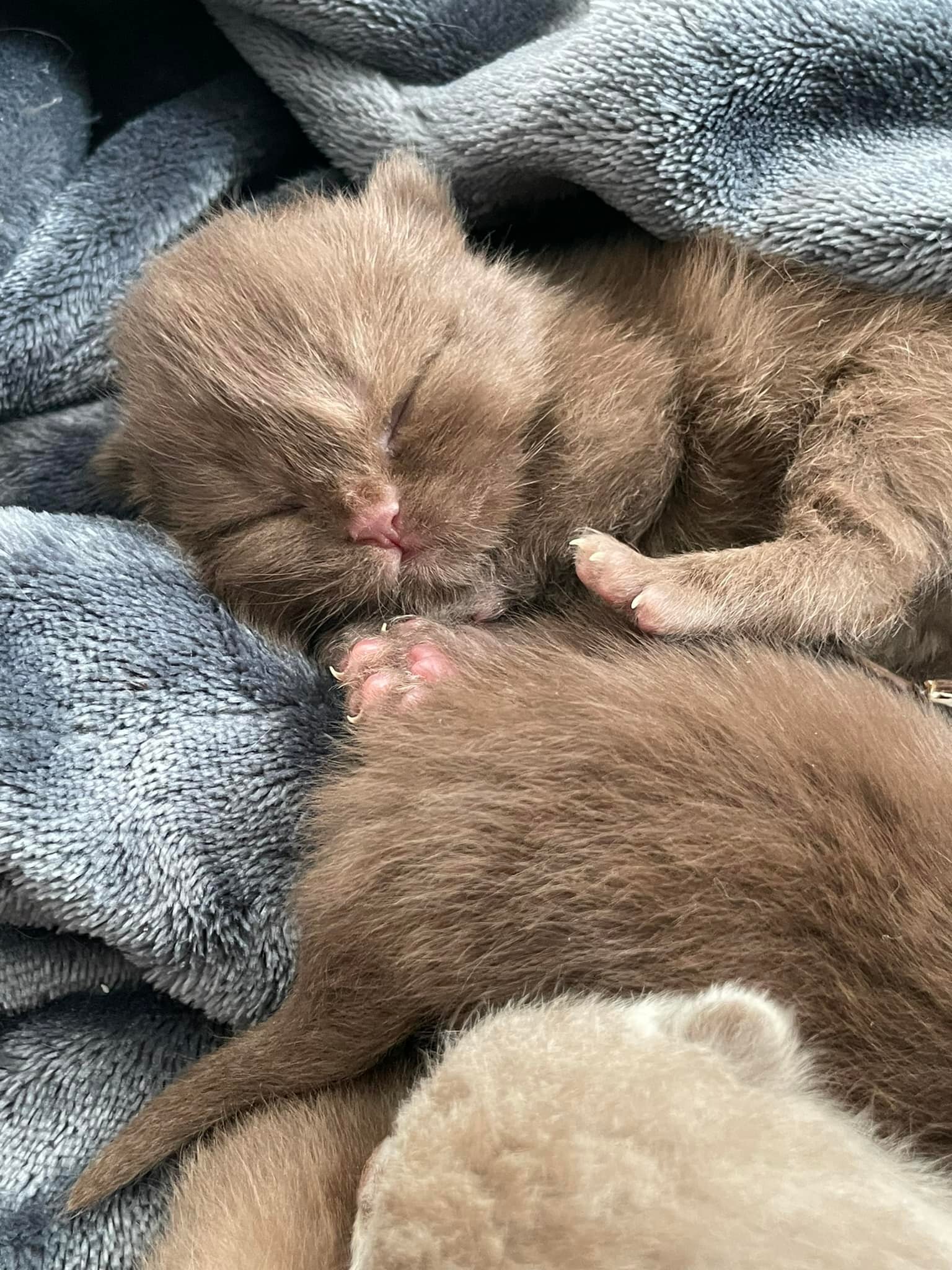 StellaLuna&rsquo;s litter of 7 beautiful babies 4 chocolates and 3 lilacs 🤎🤍 one week old tomorrow