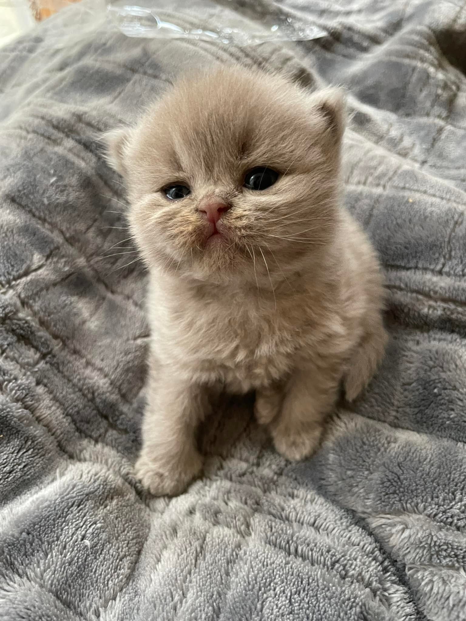 Stellaluna&rsquo;s first litter 🤍 they&rsquo;re all gorgeous !!