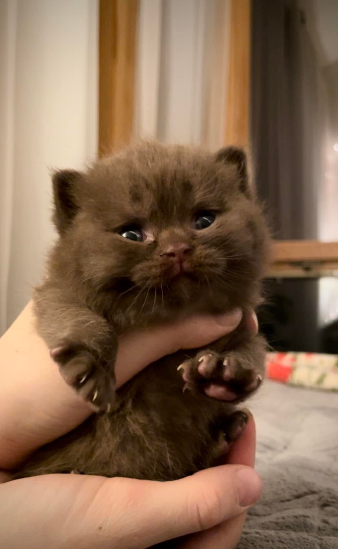 Chocolate boy, Bear from Stellaluna&rsquo;s litter🤎 
He&rsquo;s 3 weeks old today