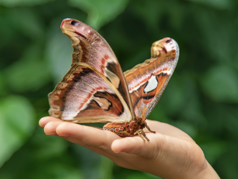 Moth Season 