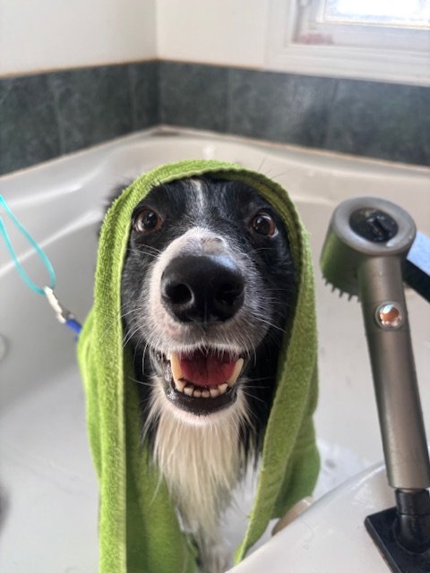 A black and white dog with a towel around its head sitting in a bathroom sink, smiling at the camera.