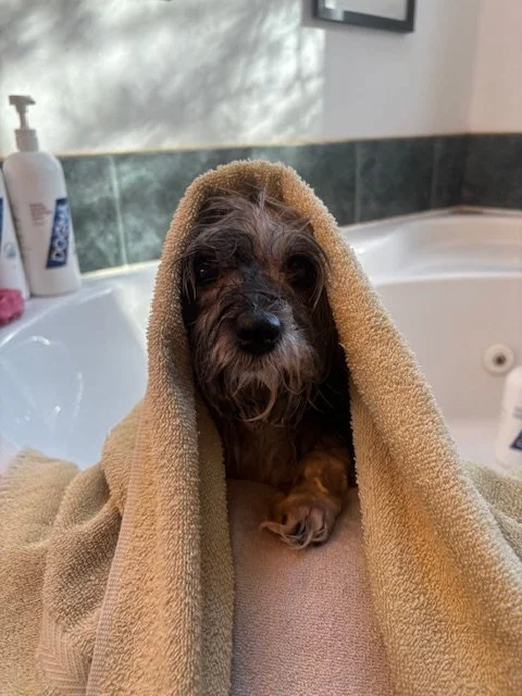 A dog with wet fur wrapped in a beige towel, sitting in a bathroom.