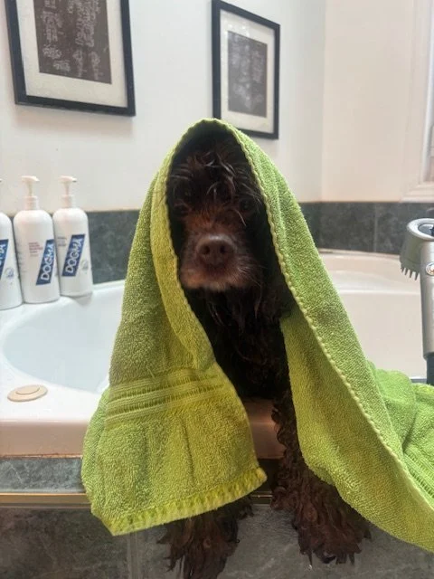A wet dog with a green towel on its head sitting in a bathroom sink surrounded by toiletries.