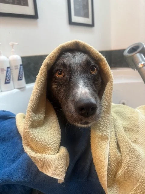 Dog with a beige towel draped over its head in a veterinary clinic.