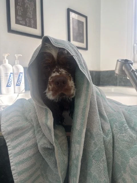 Dog wrapped in a towel with a hood over its head in a bathroom setting.
