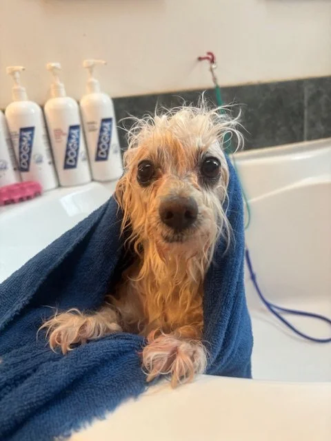 A small dog with wet, curly fur wrapped in a blue towel, sitting in a sink during a bath.