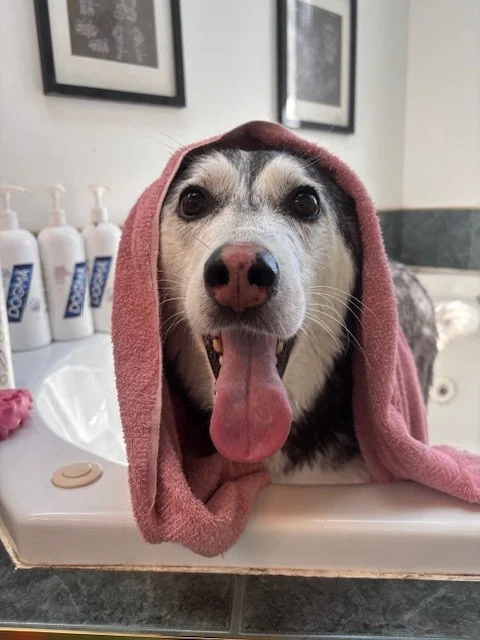 A dog with a pink towel over its head, sticking its tongue out, in a bathroom setting with bottles and framed pictures in the background.