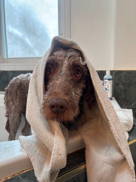 A dog with a towel draped over its head during bath time, standing on a bathtub edge with a window in the background.