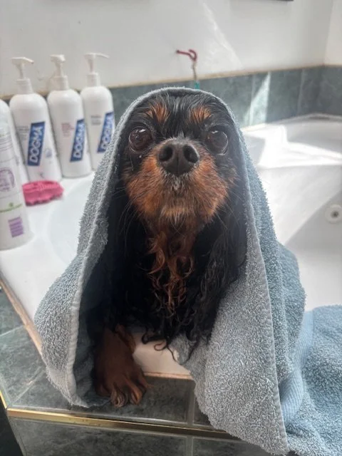 A small black and brown dog with wet fur, draped in a gray towel, sitting on a sink during a bath.