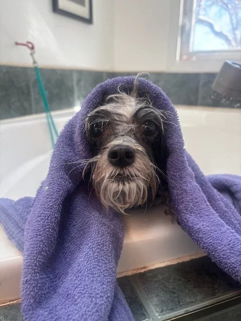 Dog wrapped in a purple towel during bath in a bathroom.