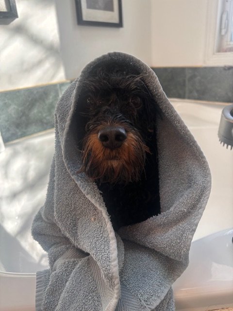 A black dog with brown eyebrows and a beard, wrapped in a gray towel or blanket, sitting inside a bathroom or grooming area.