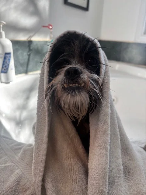 A small dog wrapped in a beige towel, peeking out with a slightly scruffy face and a towel hood on its head, in a bathroom setting.