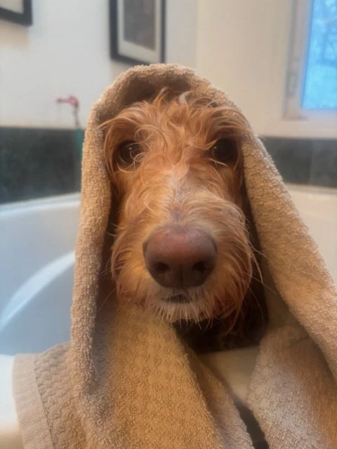 A wet dog wrapped in a beige towel.