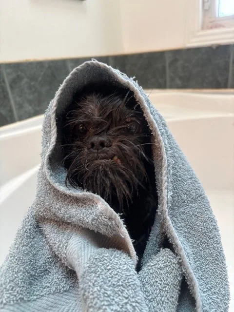 A small black dog with wet fur wrapped in a gray towel, sitting in a bathroom.