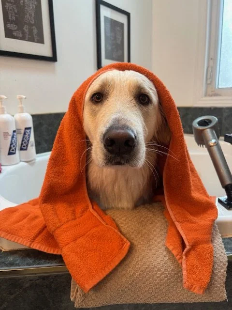 A dog with a towel draped over its head sitting on a grooming table in a grooming salon.