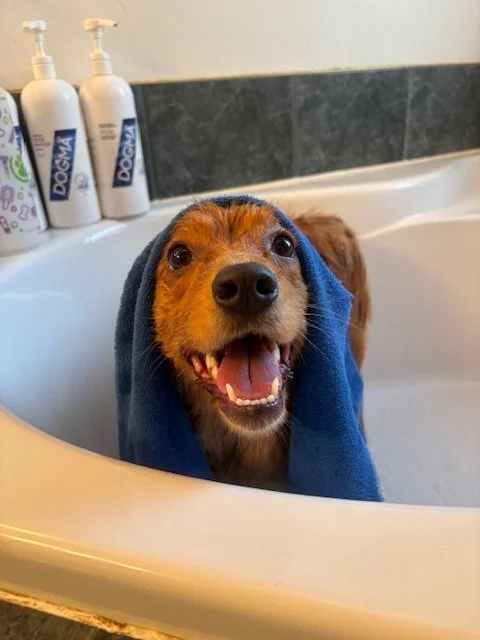 A happy brown dog with a blue towel on its head sitting in a bathroom sink.