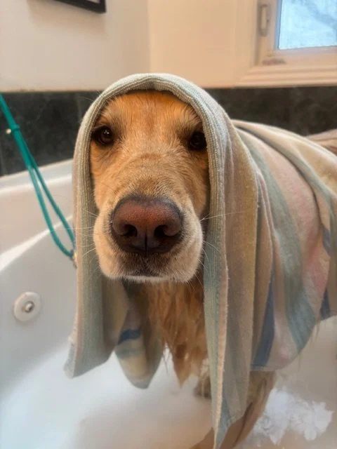Golden retriever in a bathroom sink wearing a hooded towel.