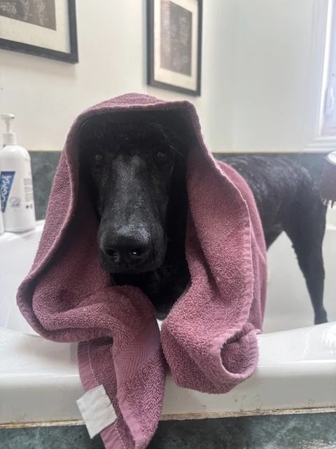 A black dog with a pink towel draped over its head, sitting in a bathroom. The dog looks directly at the camera, and a second dog is partially visible in the background.