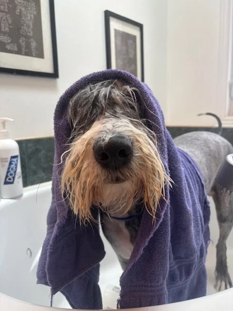 Dog wearing a purple towel or hoodie during bath time in a grooming salon.