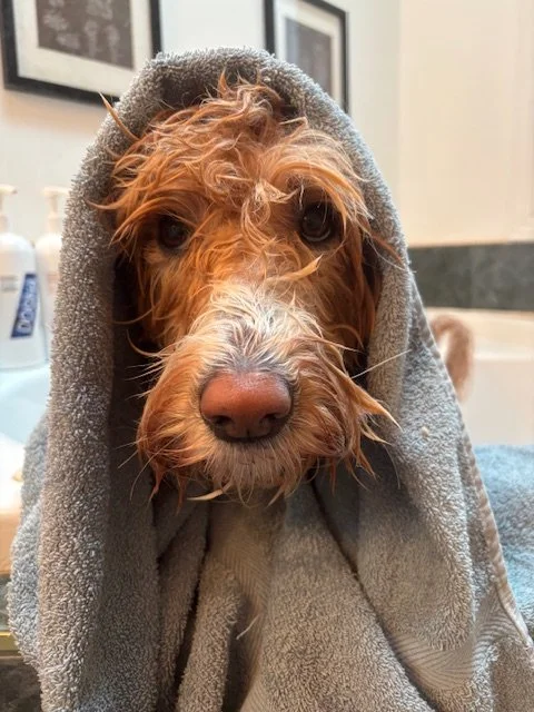 A dog with wet fur wrapped in a gray towel, looking directly at the camera.
