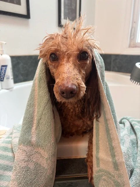 A wet dog with a towel over its head during a bath in a bathroom.