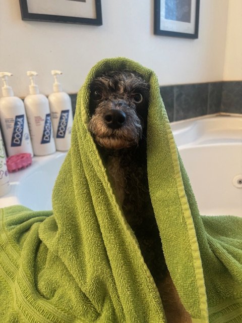 A black curly-haired dog with a lime green towel draped over its head, sitting in a bathroom with soap bottles and framed pictures on the wall.